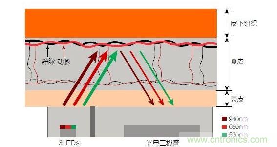 反射光脈搏測量原理。傳感器發(fā)出的光透過皮膚和組織，一部分被吸收，一部分被反射回檢測器。因為動脈中的血流量隨心臟的每次跳動會有所變化，因此光線被吸收的量以及檢測器收到的信號強(qiáng)度也會隨之發(fā)生改變。綠光可以在手腕處提供最佳結(jié)果，而紅光和紅外光一般用于手指測量。 8