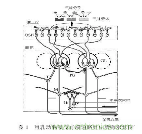 仿生傳感器的定義、原理、分類(lèi)及應(yīng)用